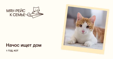Начос — кошка Около 1 года, Москва