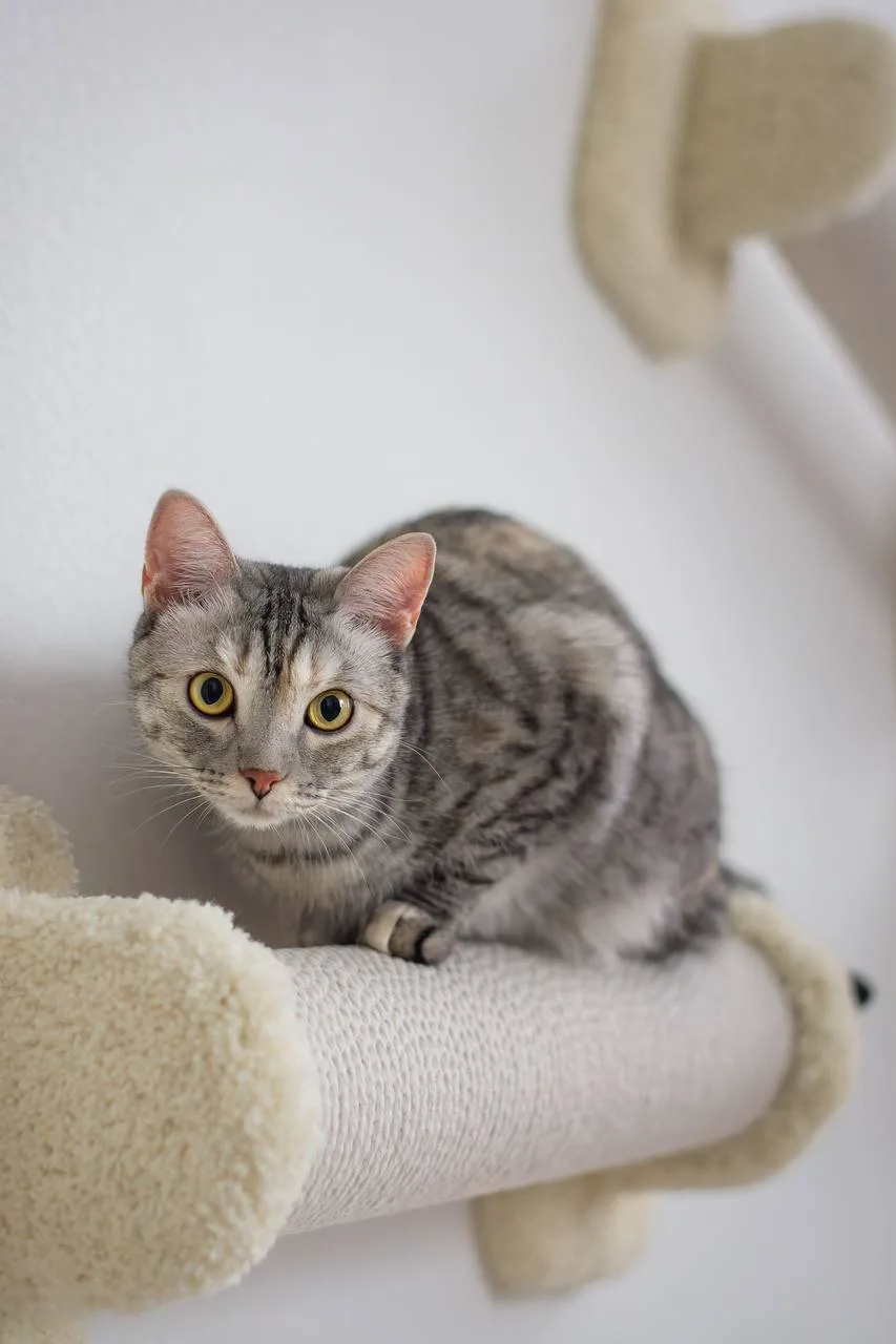 Кошка Ума, кошка, Meow Family, Москва. Фото 2 из 2.
