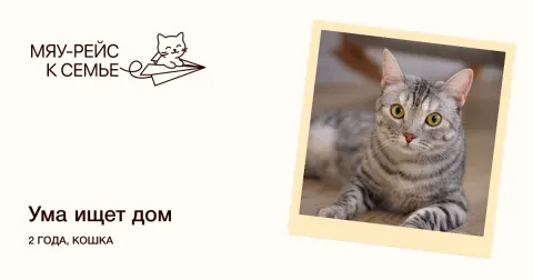Ума — кошка Около 2 лет, Москва
