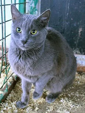 Клай — кошка, Москва