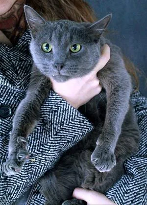 Кошка Клай, кот, Приют Бирюлево, Москва. Фото 2 из 4.