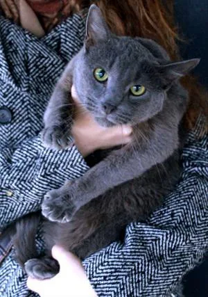 Кошка Клай, кот, Приют Бирюлево, Москва. Фото 3 из 4.