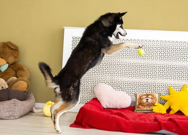Собака Рокси, сука, Приют Малинки (Кожухово), Москва. Фото 12 из 15.