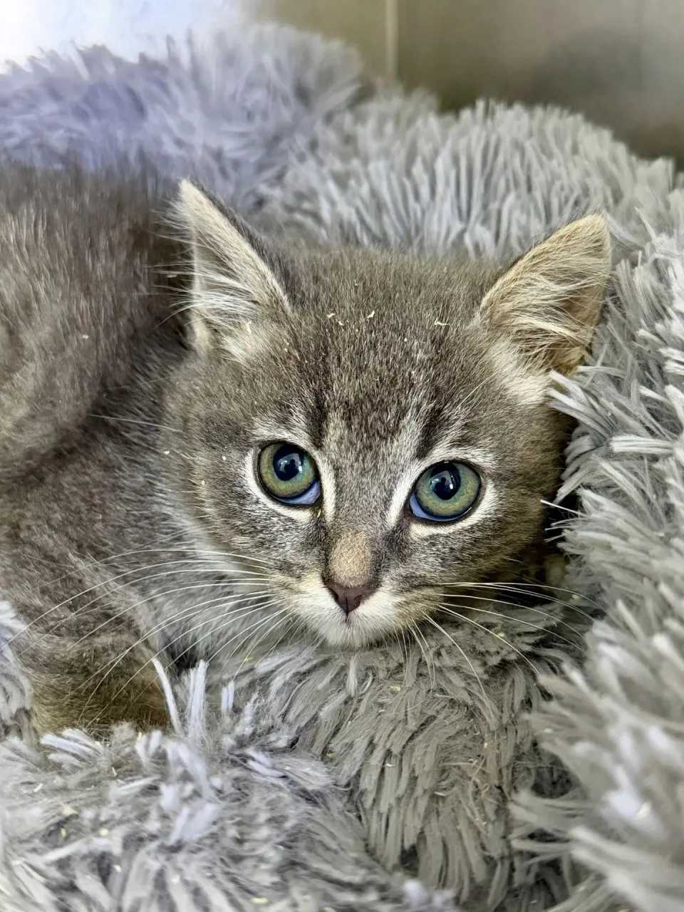 Котенок Жасмин, кошка, Приют «Преданное сердце», Санкт-Петербург. Фото 3 из 7.