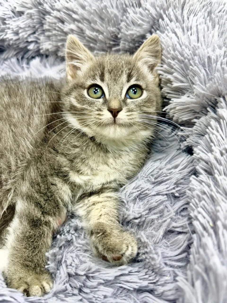 Котенок Жасмин, кошка, Приют «Преданное сердце», Санкт-Петербург. Фото 4 из 7.