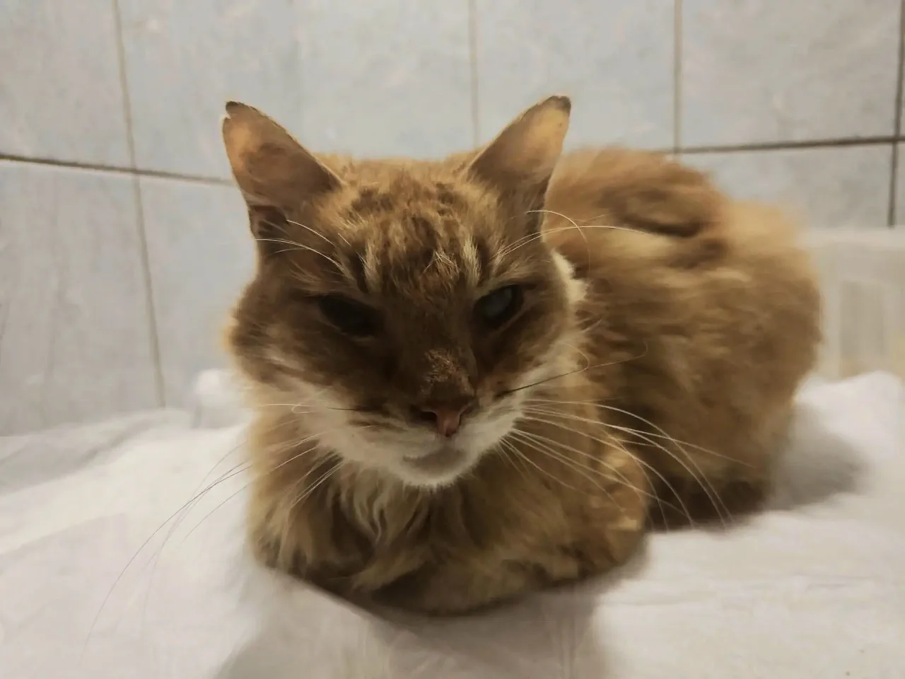Кошка Анатолий, кот, Приют «Преданное сердце», Санкт-Петербург. Фото 1 из 4.