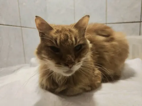 Анатолий — кошка Около 9 лет, Санкт-Петербург