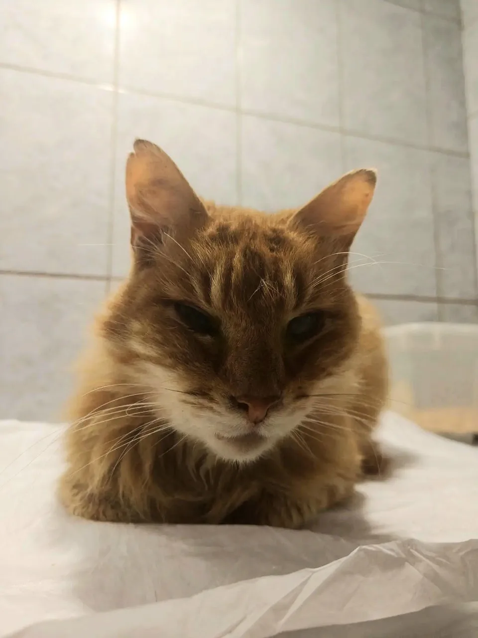 Кошка Анатолий, кот, Приют «Преданное сердце», Санкт-Петербург. Фото 2 из 4.