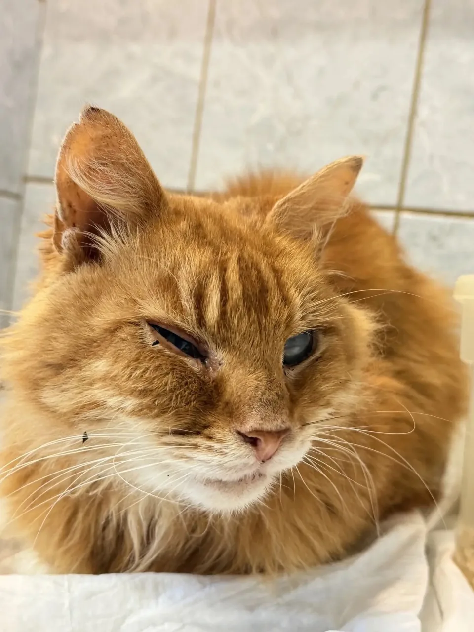 Кошка Анатолий, кот, Приют «Преданное сердце», Санкт-Петербург. Фото 3 из 4.