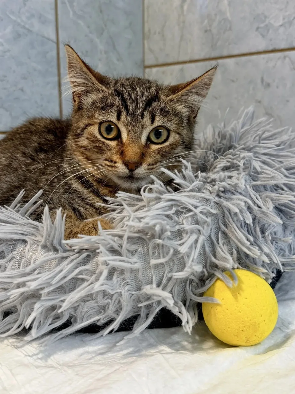 Котенок Эва, кошка, Приют «Преданное сердце», Санкт-Петербург. Фото 1 из 3.