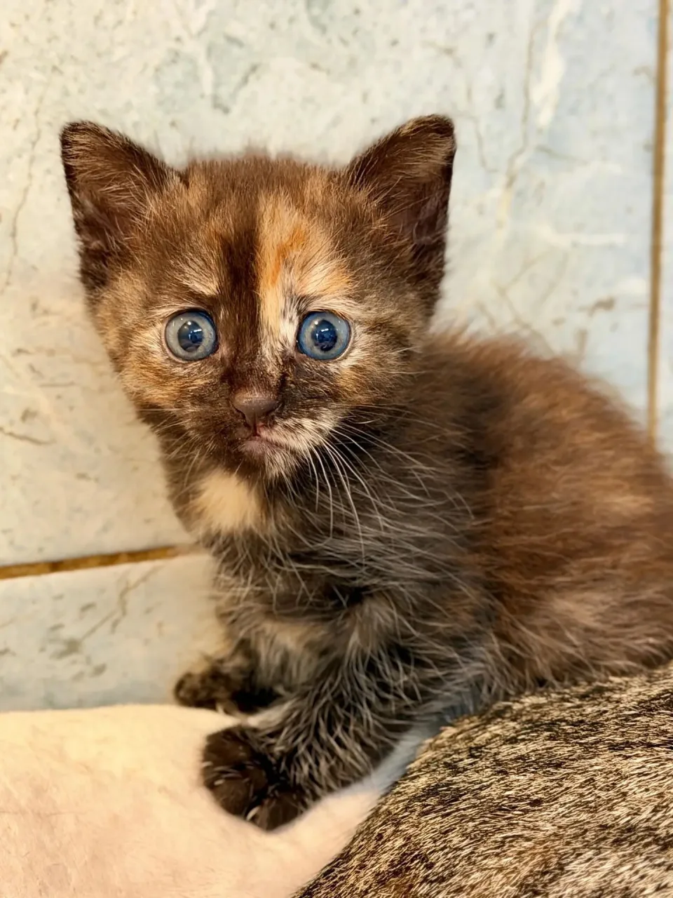 Котенок Шпикачка, кошка, Приют «Преданное сердце», Санкт-Петербург. Фото 2 из 2.