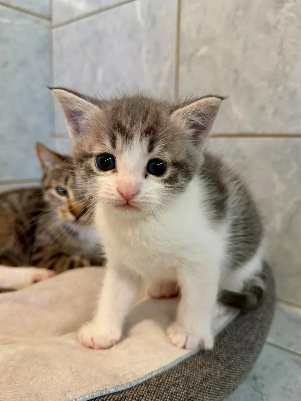 Котенок Карбонат, кот, Приют «Преданное сердце», Санкт-Петербург. Фото 3 из 7.