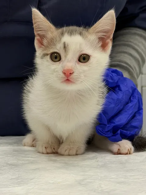 Элвис — кошка Около 3 месяцев, Санкт-Петербург