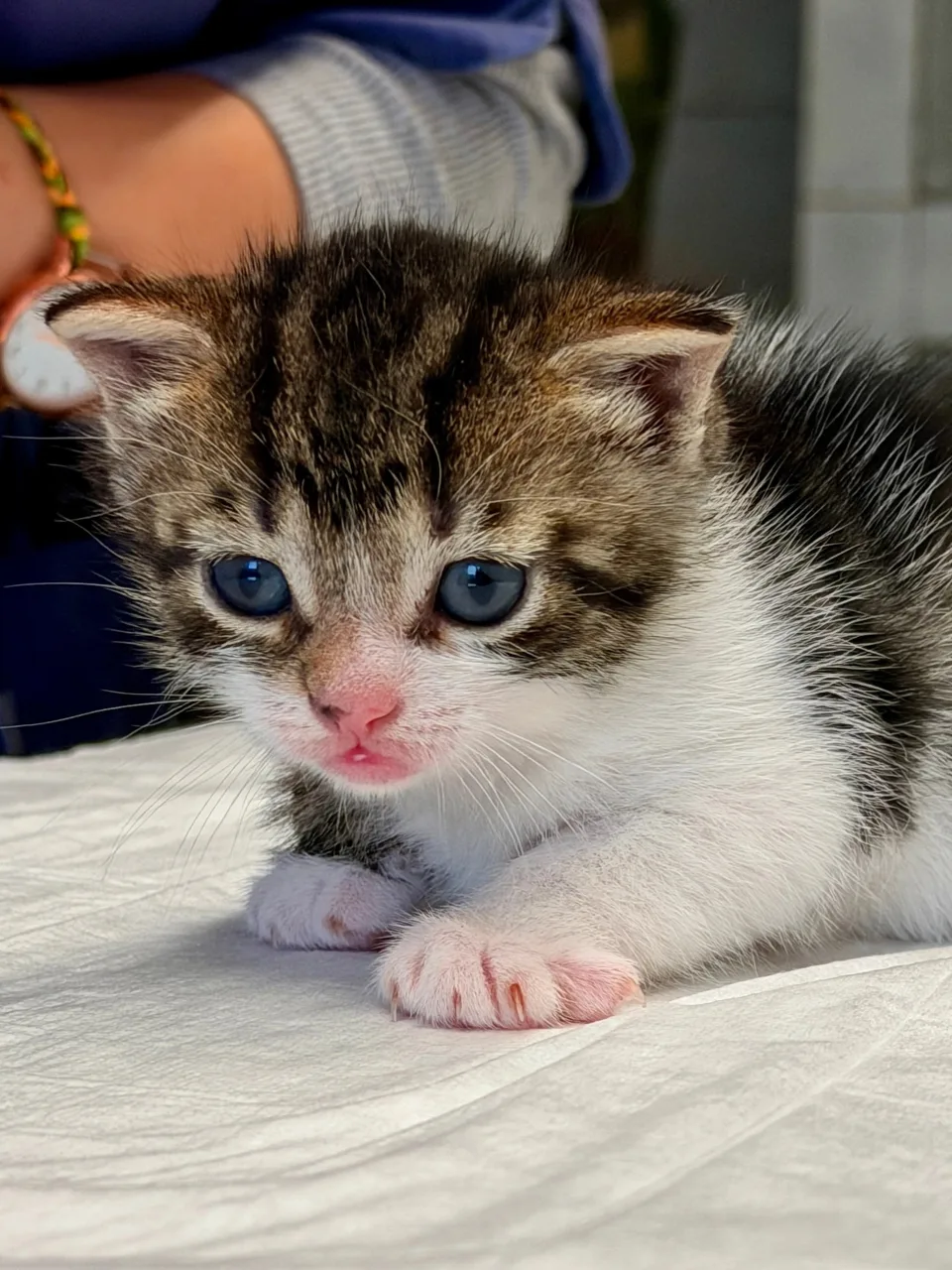 Котенок Тимур, кот, Приют «Преданное сердце», Санкт-Петербург. Фото 1 из 3.