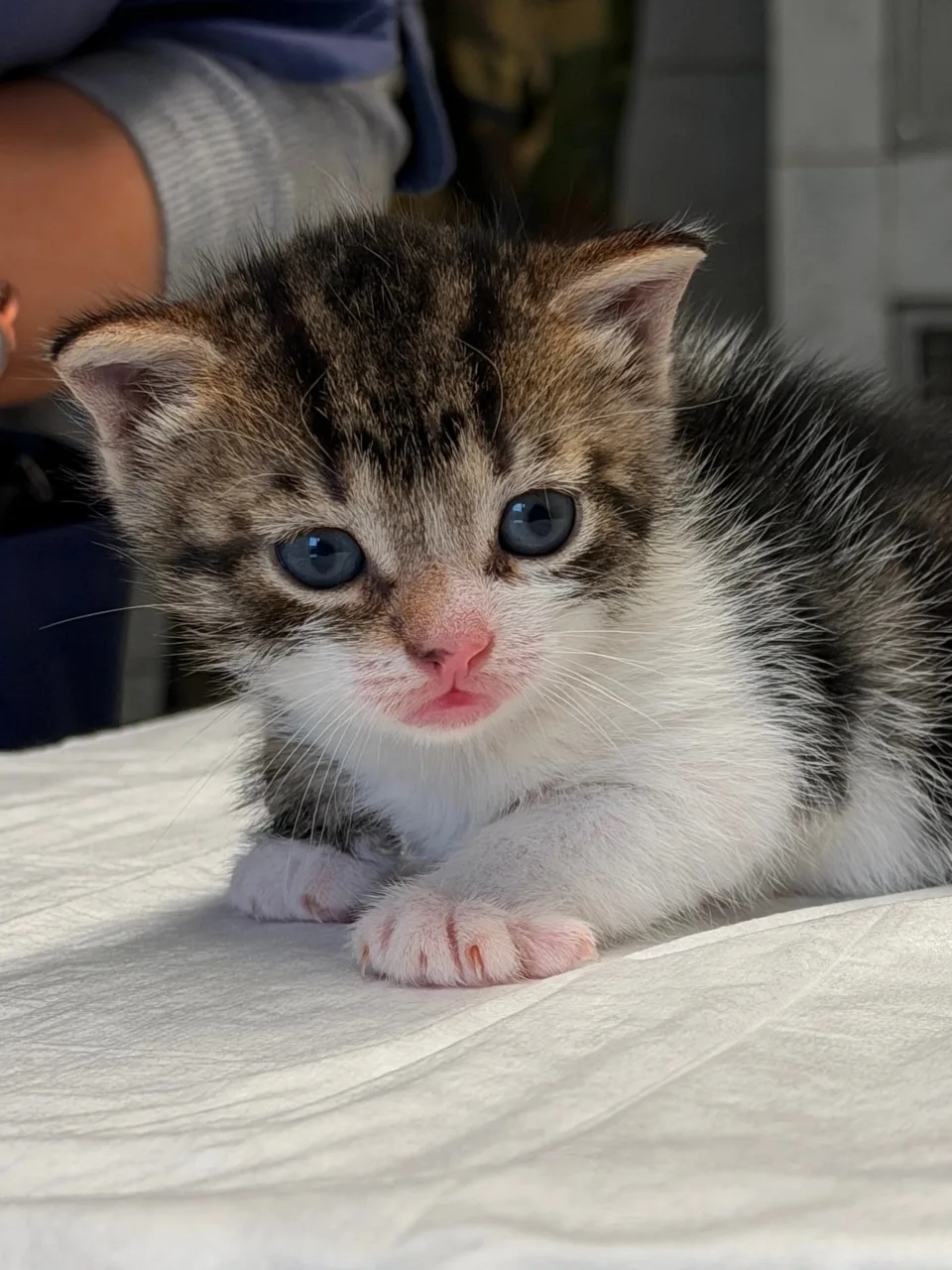 Котенок Тимур, кот, Приют «Преданное сердце», Санкт-Петербург. Фото 2 из 3.