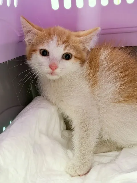 Льюис — кошка Около 4 месяцев, Санкт-Петербург
