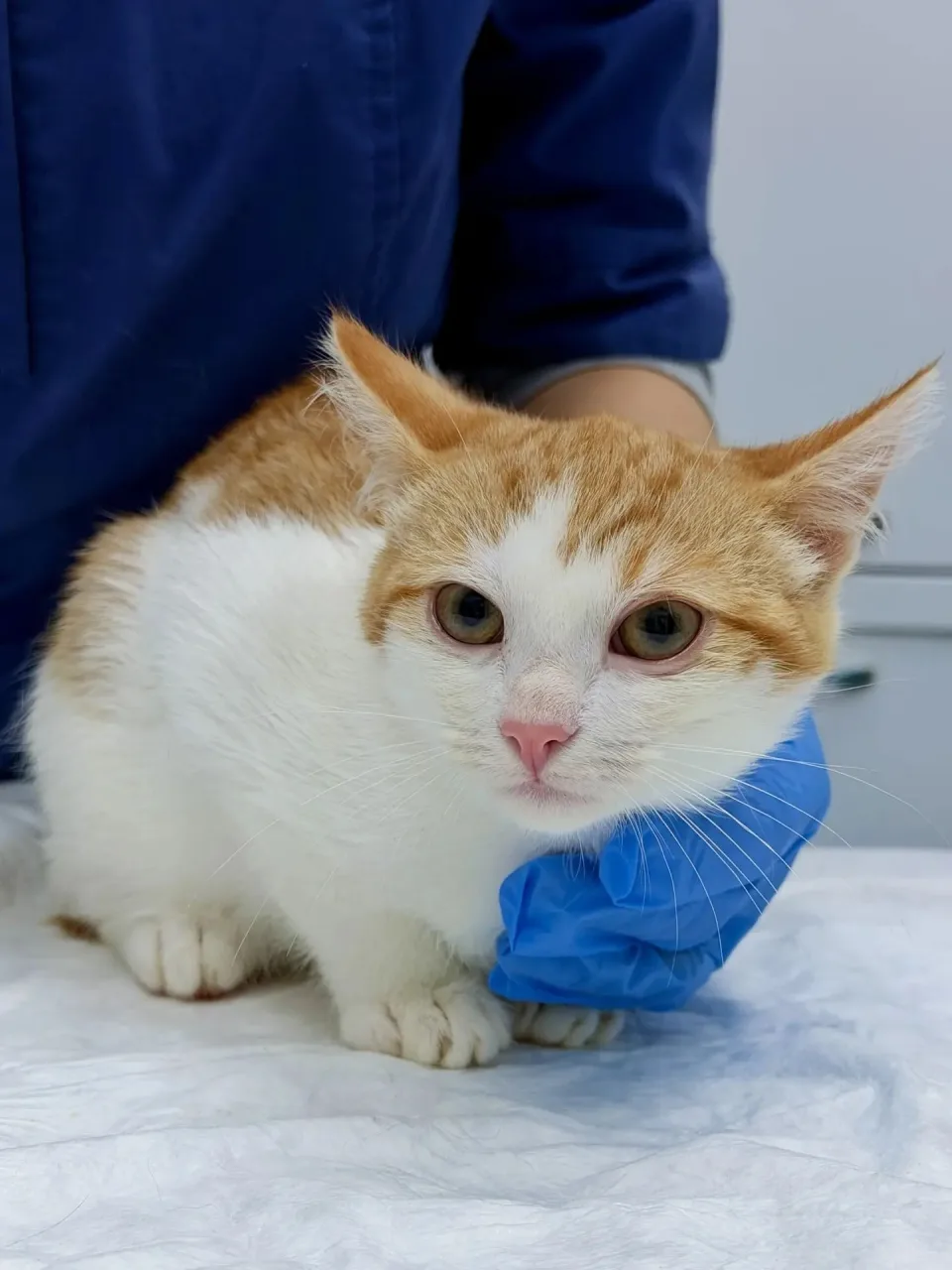 Котенок Льюис, кот, Приют «Преданное сердце», Санкт-Петербург. Фото 3 из 4.