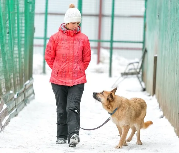 Собака Пеппи, сука, Приют Малинки (Кожухово), Москва. Фото 6 из 8.