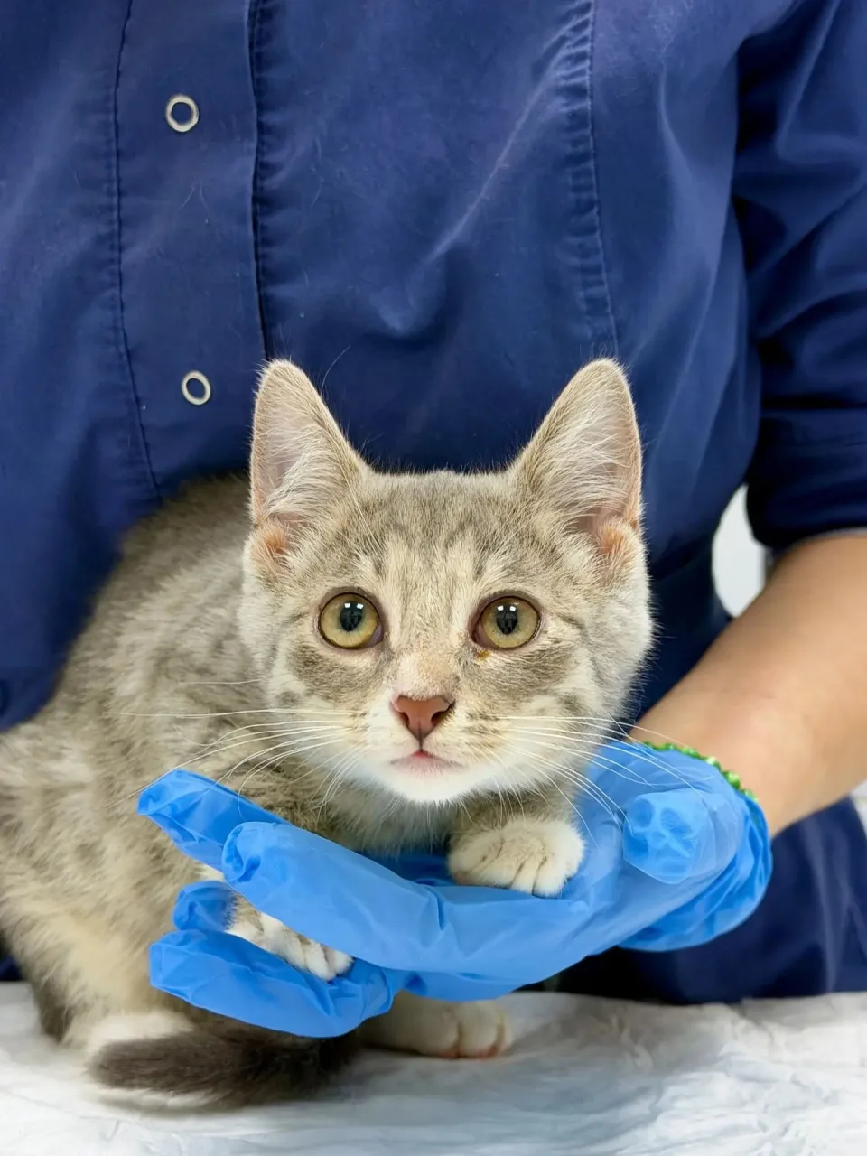 Котенок Тим, кот, Приют «Преданное сердце», Санкт-Петербург. Фото 3 из 3.