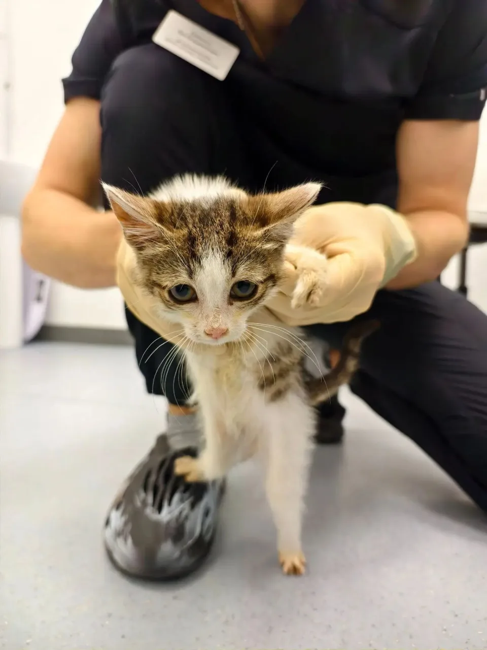 Котенок Штрудель, кот, Приют «Преданное сердце», Санкт-Петербург. Фото 7 из 7.
