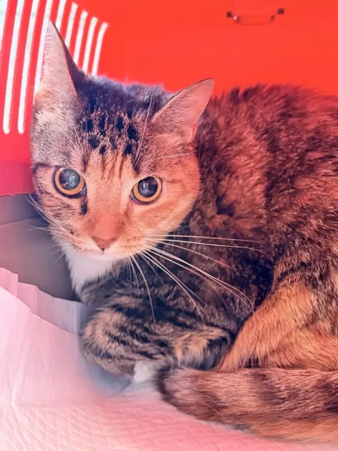 Ася — кошка Около 3 лет, Санкт-Петербург