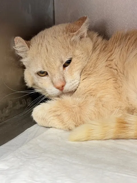 Арчибальд — кошка Около 5 лет, Санкт-Петербург