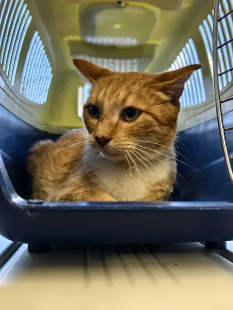 Галка — кошка Около 6 лет, Санкт-Петербург
