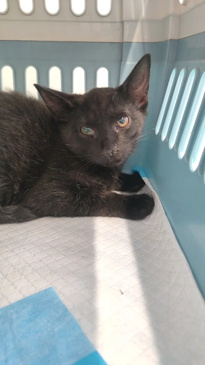 Котенок Зигфрид, кот, Приют «Преданное сердце», Санкт-Петербург. Фото 2 из 2.