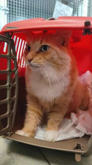 Пиксель — кошка Около 7 лет, Санкт-Петербург