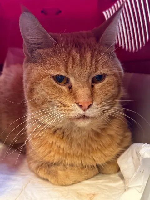 Тимофей — кошка Около 4 лет, Санкт-Петербург