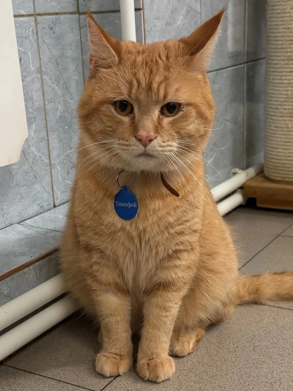 Кошка Тимофей, кот, Приют «Преданное сердце», Санкт-Петербург. Фото 3 из 6.