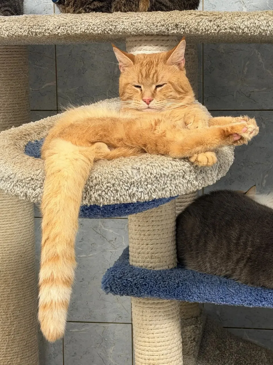 Кошка Тимофей, кот, Приют «Преданное сердце», Санкт-Петербург. Фото 6 из 6.