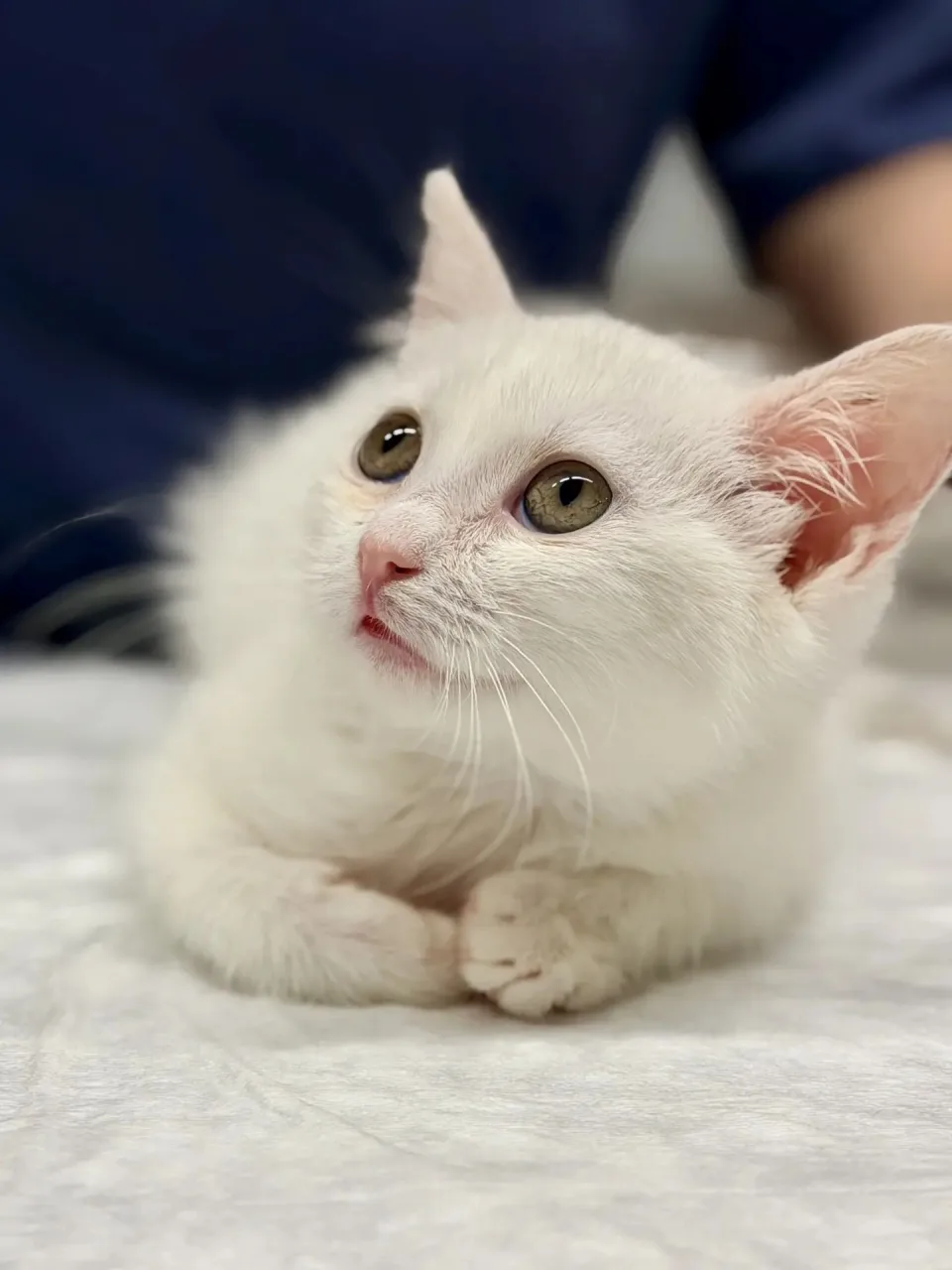 Котенок Ляля, кошка, Приют «Преданное сердце», Санкт-Петербург. Фото 2 из 4.