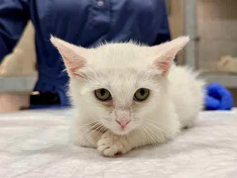Ляля — кошка Около 7 месяцев, Санкт-Петербург