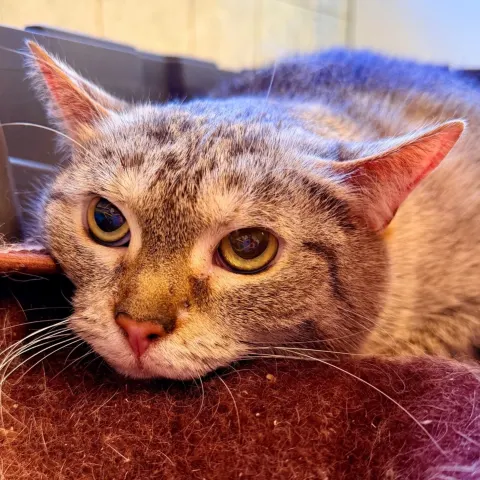 Бусинка — кошка Около 7 лет, Санкт-Петербург