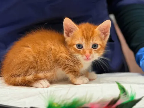Арамис — котёнок Около 5 месяцев, Санкт-Петербург