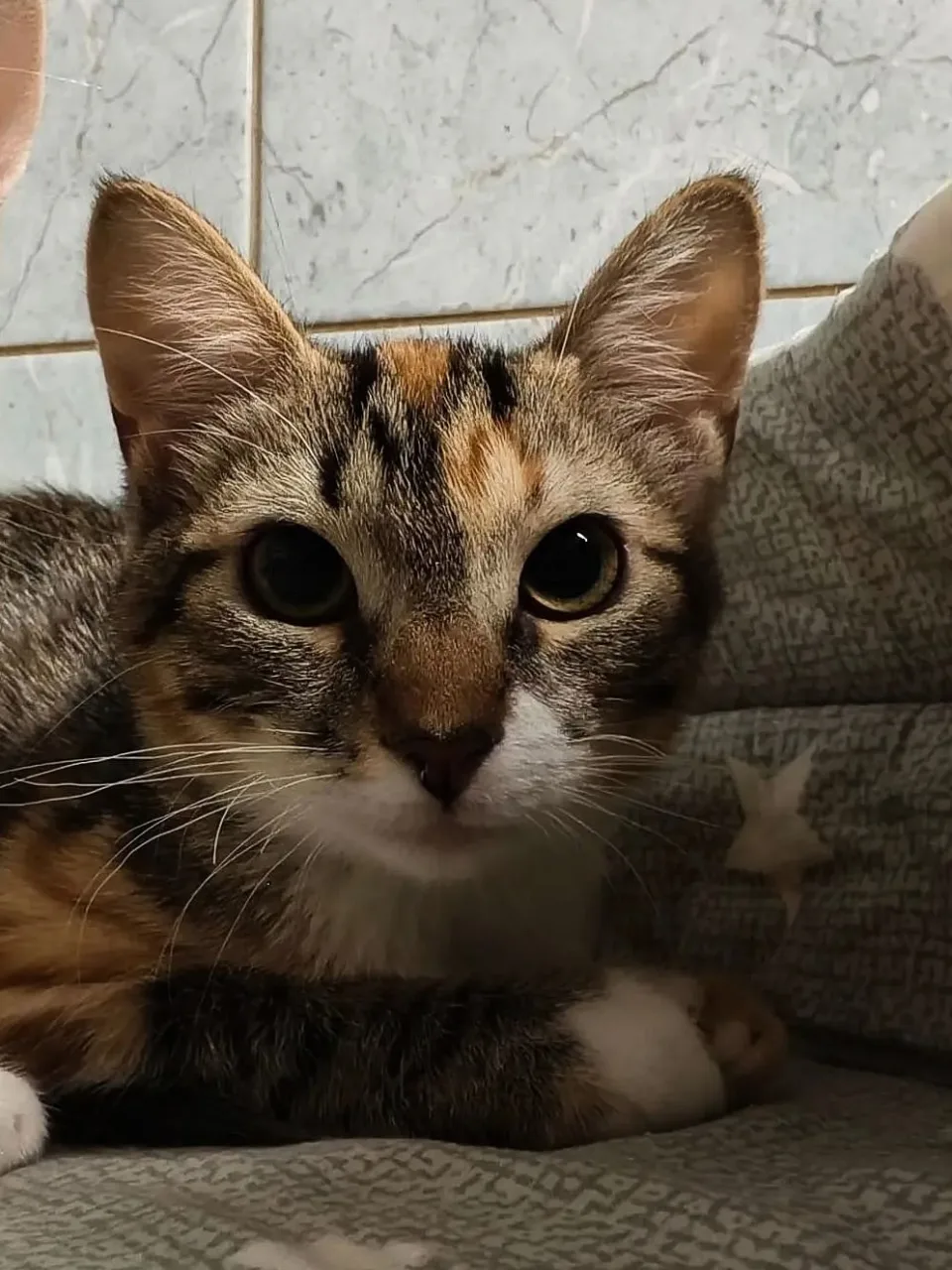 Котенок Миледи, кошка, Приют «Преданное сердце», Санкт-Петербург. Фото 2 из 6.