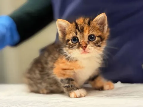 Миледи — котёнок Около 5 месяцев, Санкт-Петербург