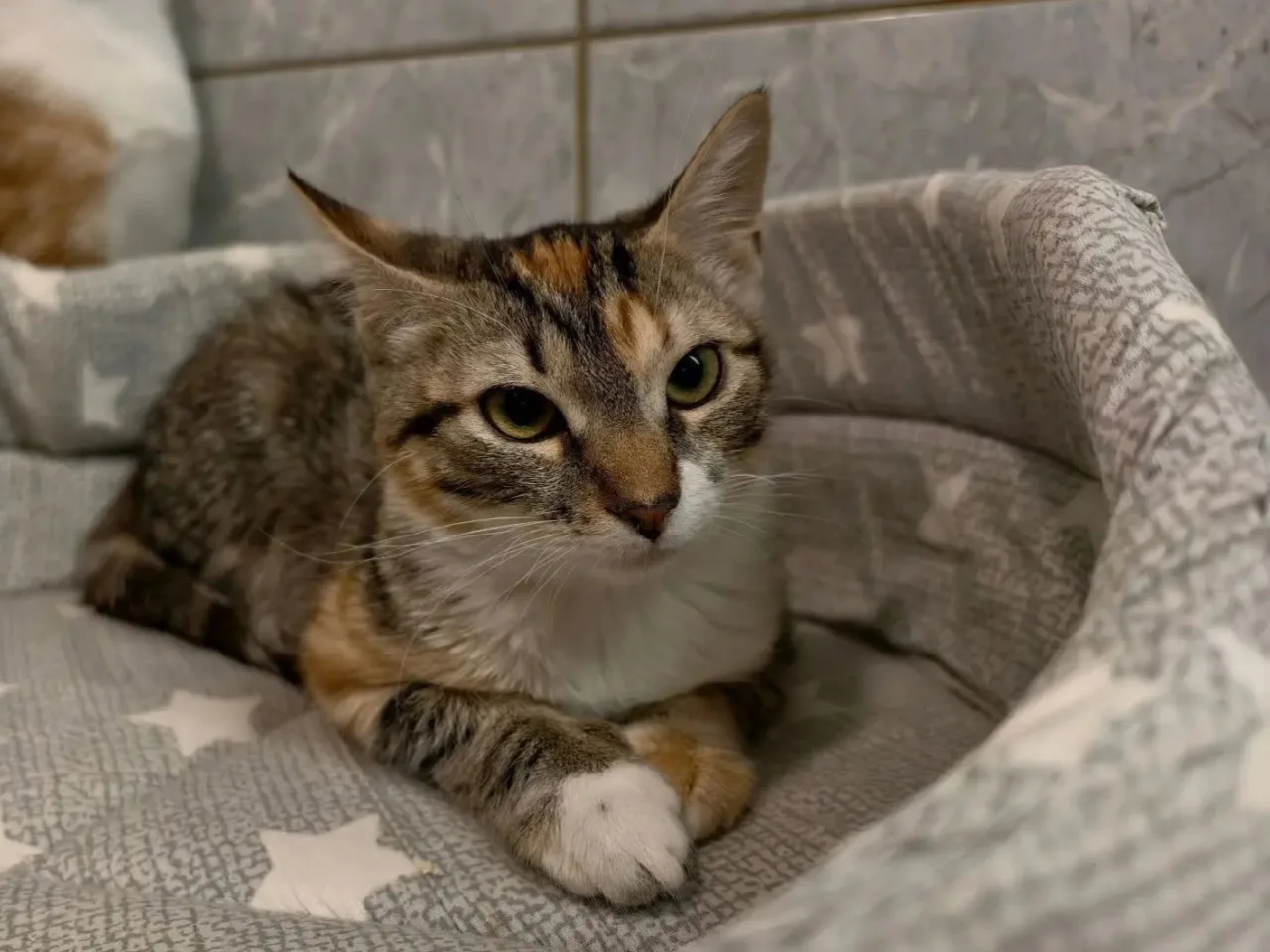 Котенок Миледи, кошка, Приют «Преданное сердце», Санкт-Петербург. Фото 5 из 6.