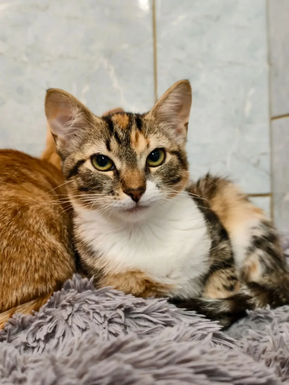 Котенок Миледи, кошка, Приют «Преданное сердце», Санкт-Петербург. Фото 6 из 6.