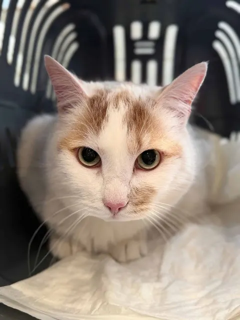 Боря — кошка Около 7 лет, Санкт-Петербург