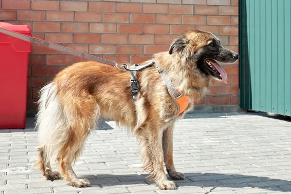 Собака Шарли, сука, Приют Малинки (Кожухово), Москва. Фото 8 из 20.