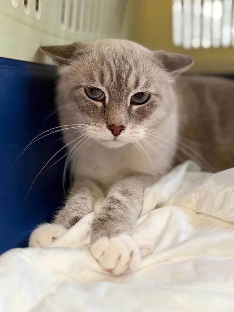 Ким — кошка Около 7 лет, Санкт-Петербург