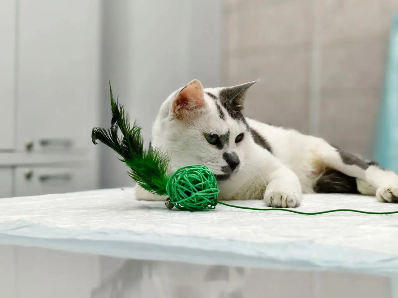 Кошка Михалыч, кот, Приют «Преданное сердце», Санкт-Петербург. Фото 1 из 7.