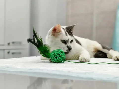 Михалыч — кошка Около 3 лет, Санкт-Петербург