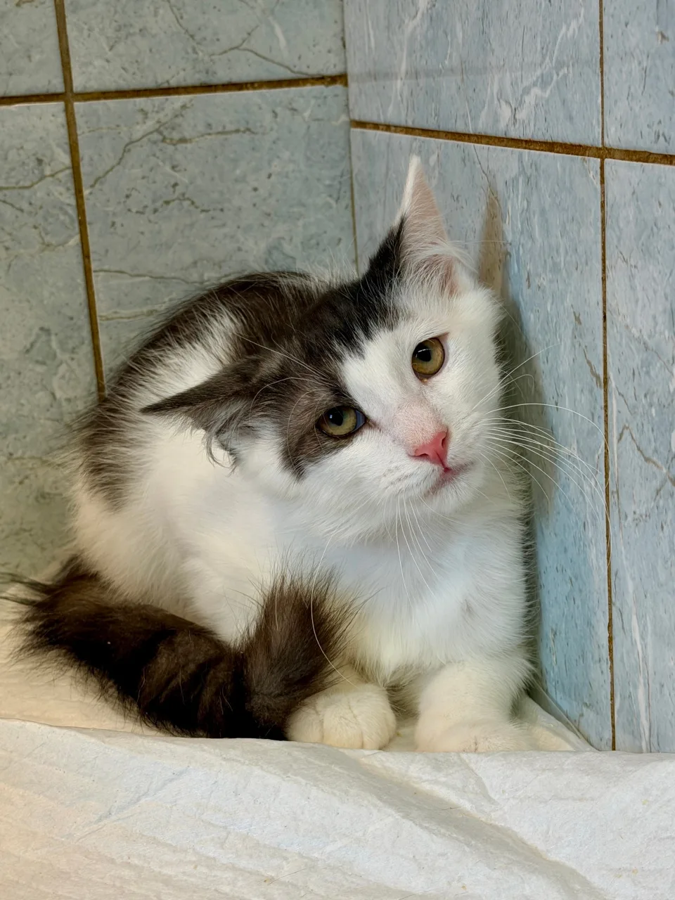Котенок Ватрушка, кошка, Приют «Преданное сердце», Санкт-Петербург. Фото 2 из 3.