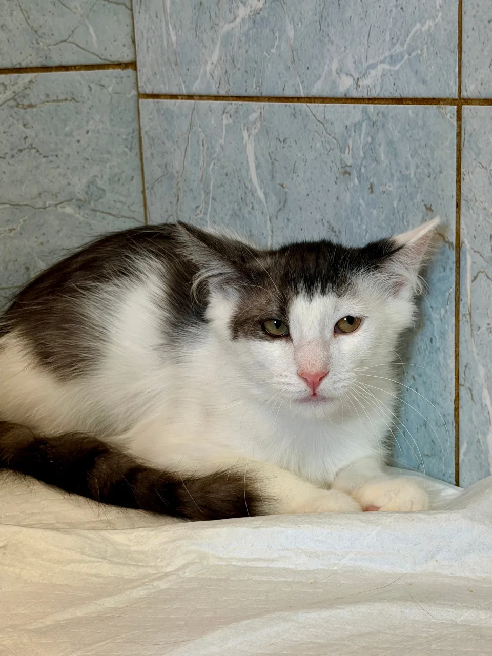 Котенок Ватрушка, кошка, Приют «Преданное сердце», Санкт-Петербург. Фото 3 из 3.