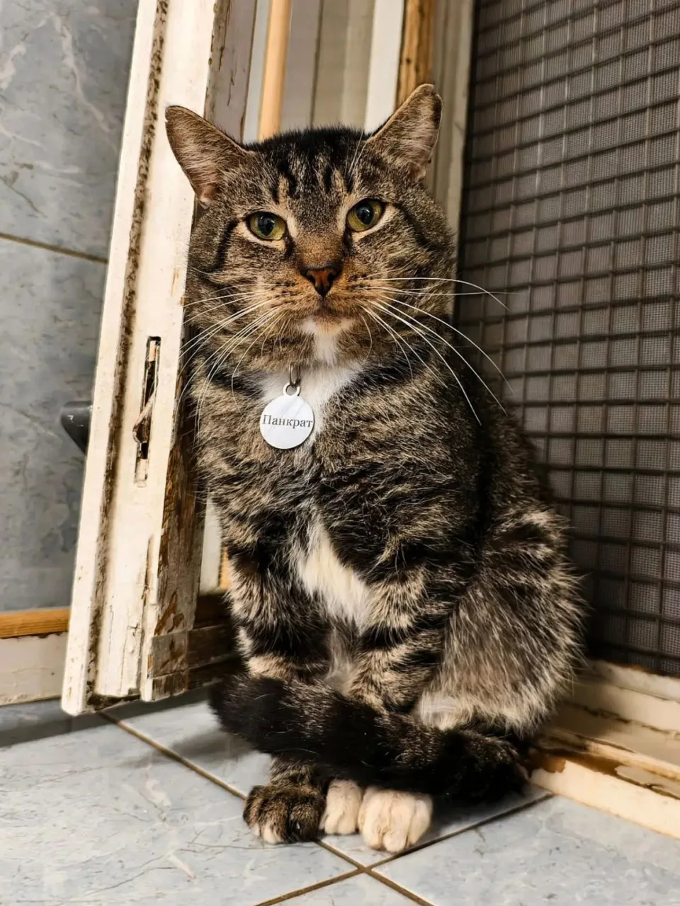 Кошка Панкрат, кот, Приют «Преданное сердце», Санкт-Петербург. Фото 3 из 4.