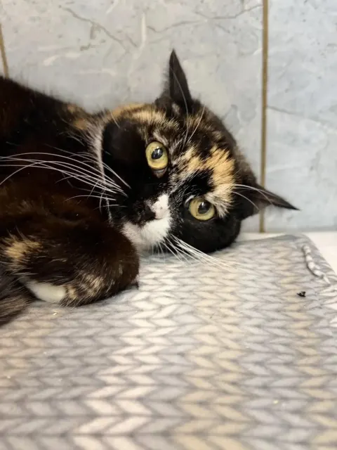 Танзания — кошка Около 5 лет, Санкт-Петербург