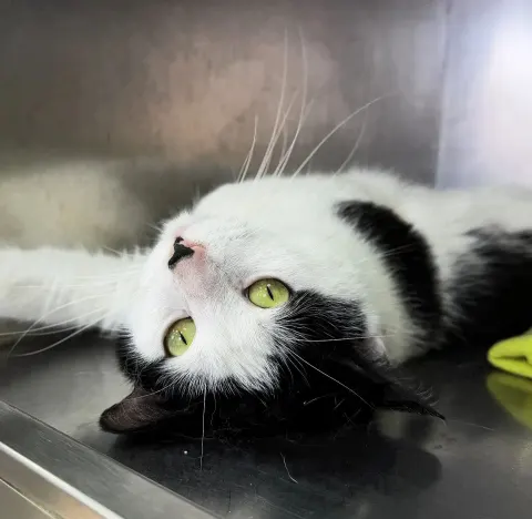 Пивасик — кошка Около 3 лет, Санкт-Петербург